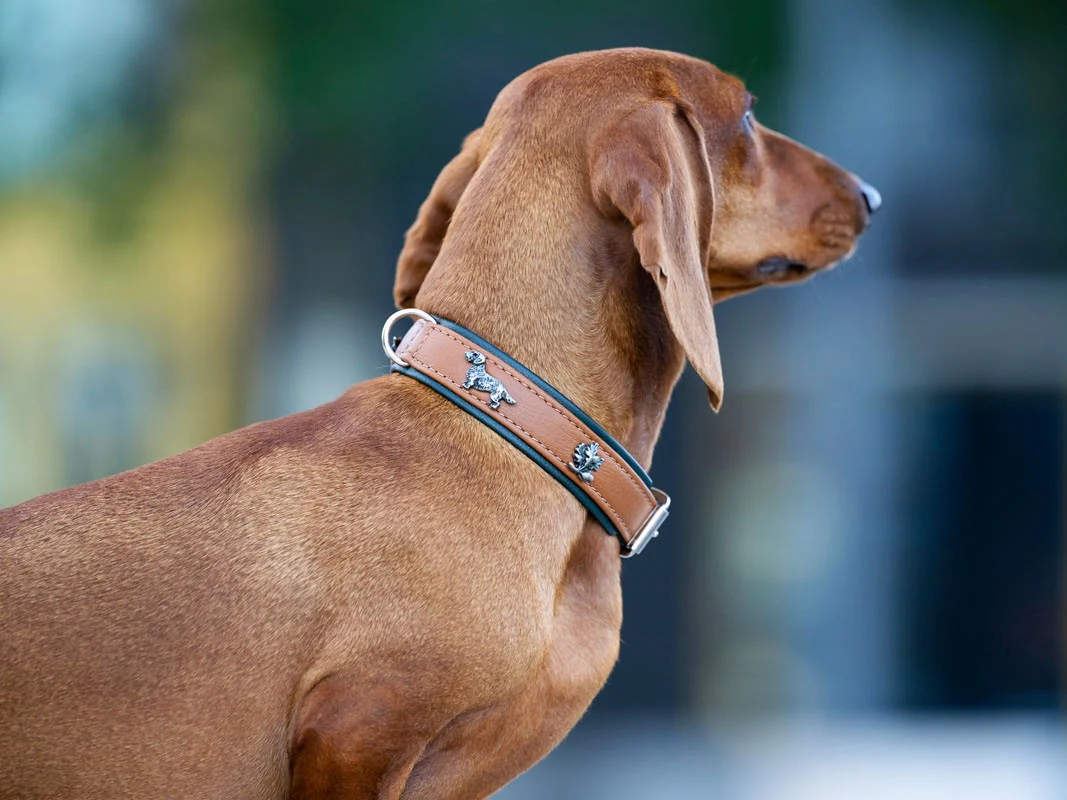 Halsband Dackel - Image 6