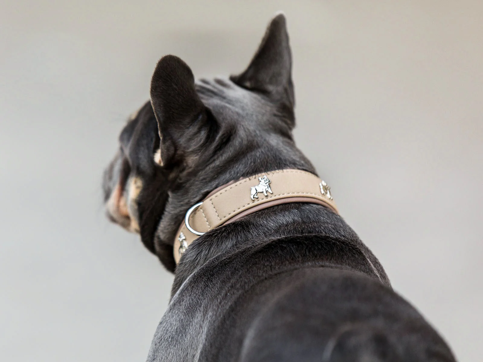 Halsband Französische Bulldogge SALE - Image 4