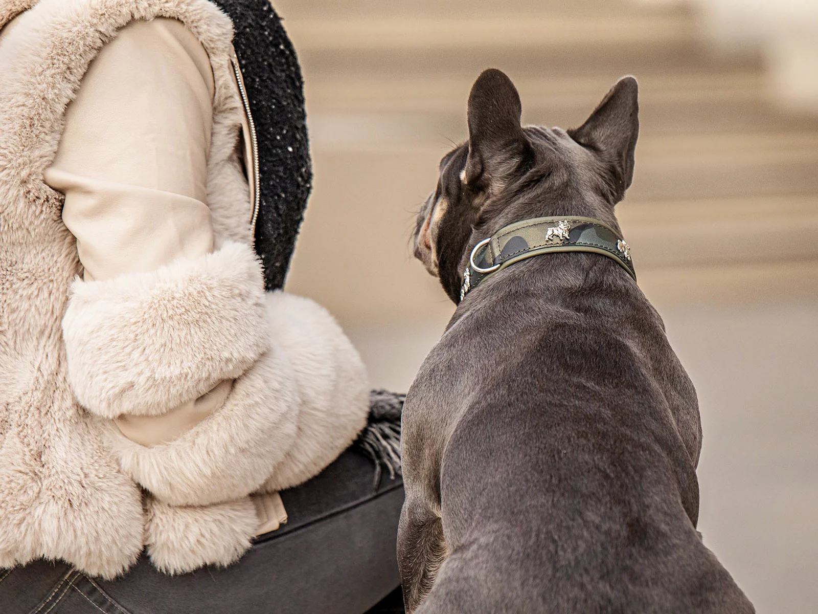 Halsband Französische Bulldogge SALE - Image 6
