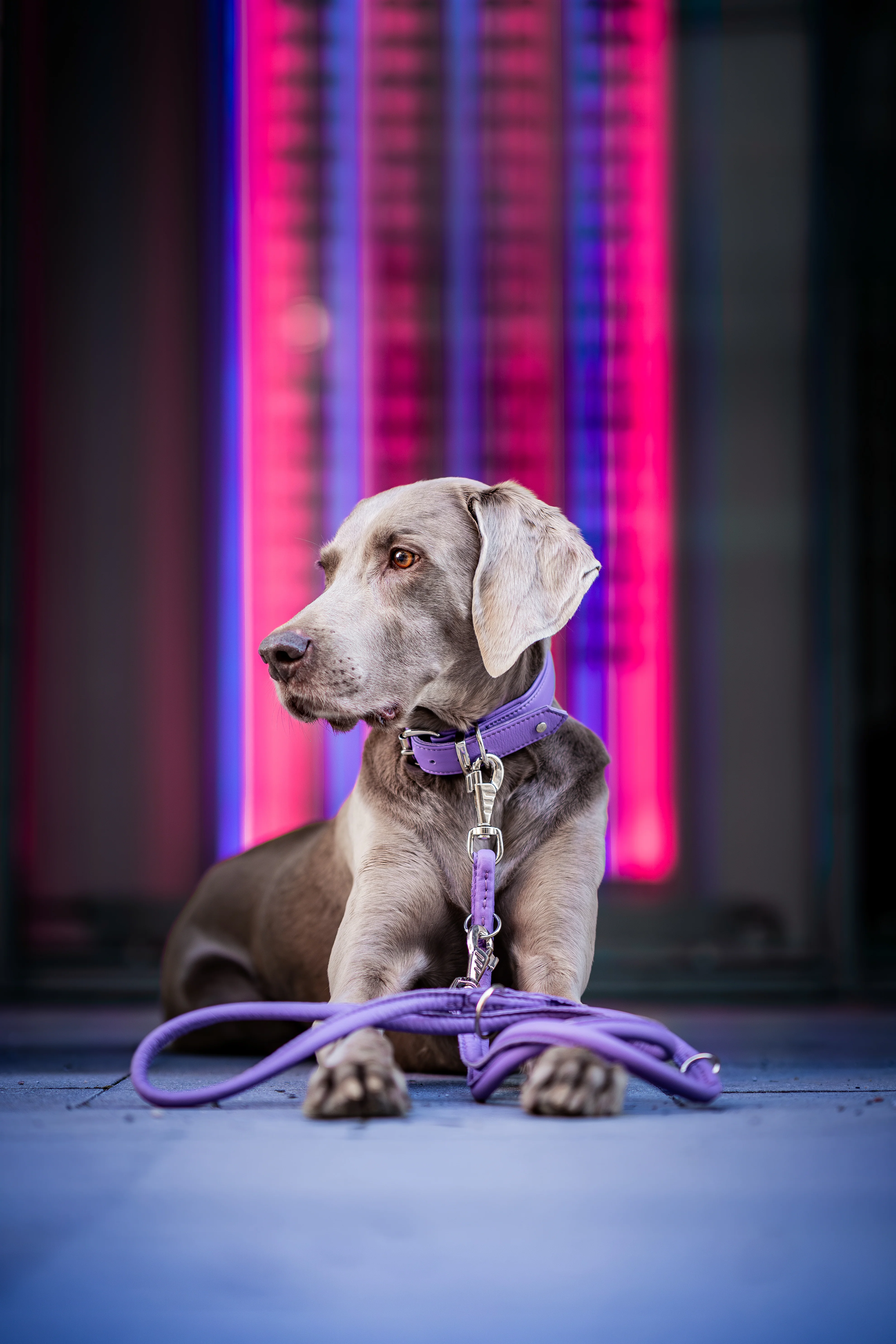 Halsband Klassik Soft - Holi Color - Image 15