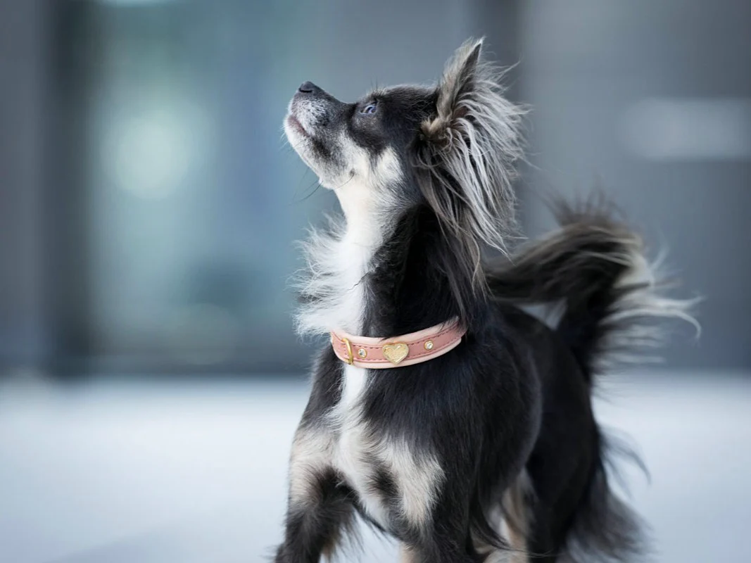Halsband Mini Ciao Mamma - Image 4