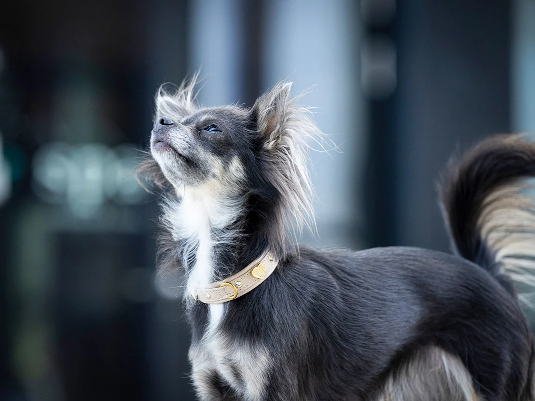 Halsband Mini Ciao Mamma - Image 6