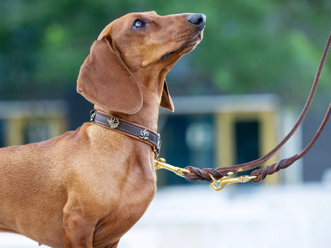 Halsband Zugstopp Wilde Liebe - Image 3